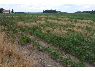 Property photo 17 - 41 +/- Acres Offered in 2 Tracts - Tillable Land & Building Site